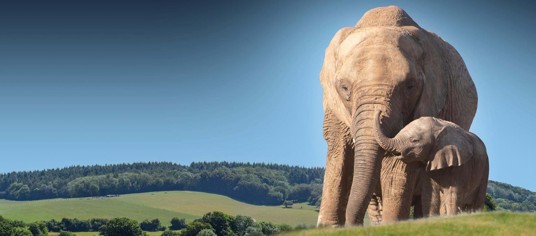 A large elephant standing on top of a grass covered field.